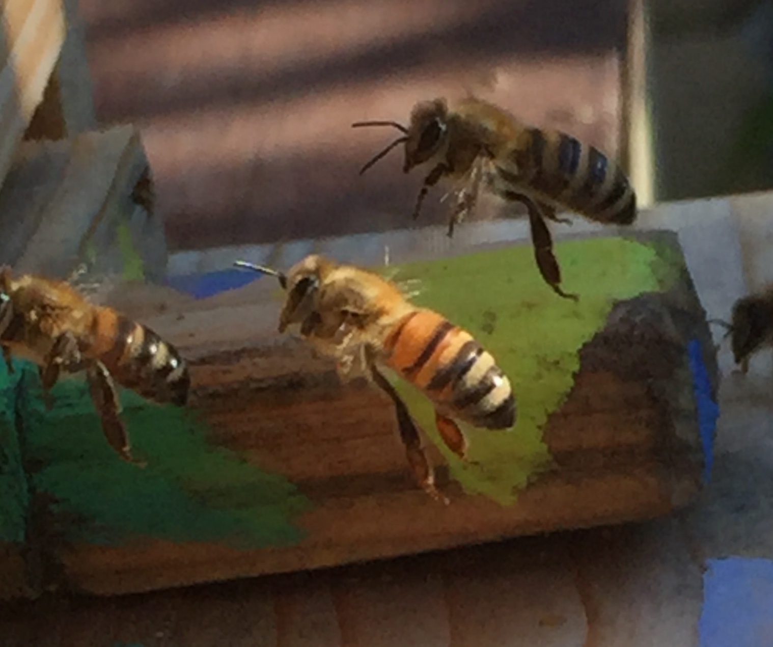 Über Bienen