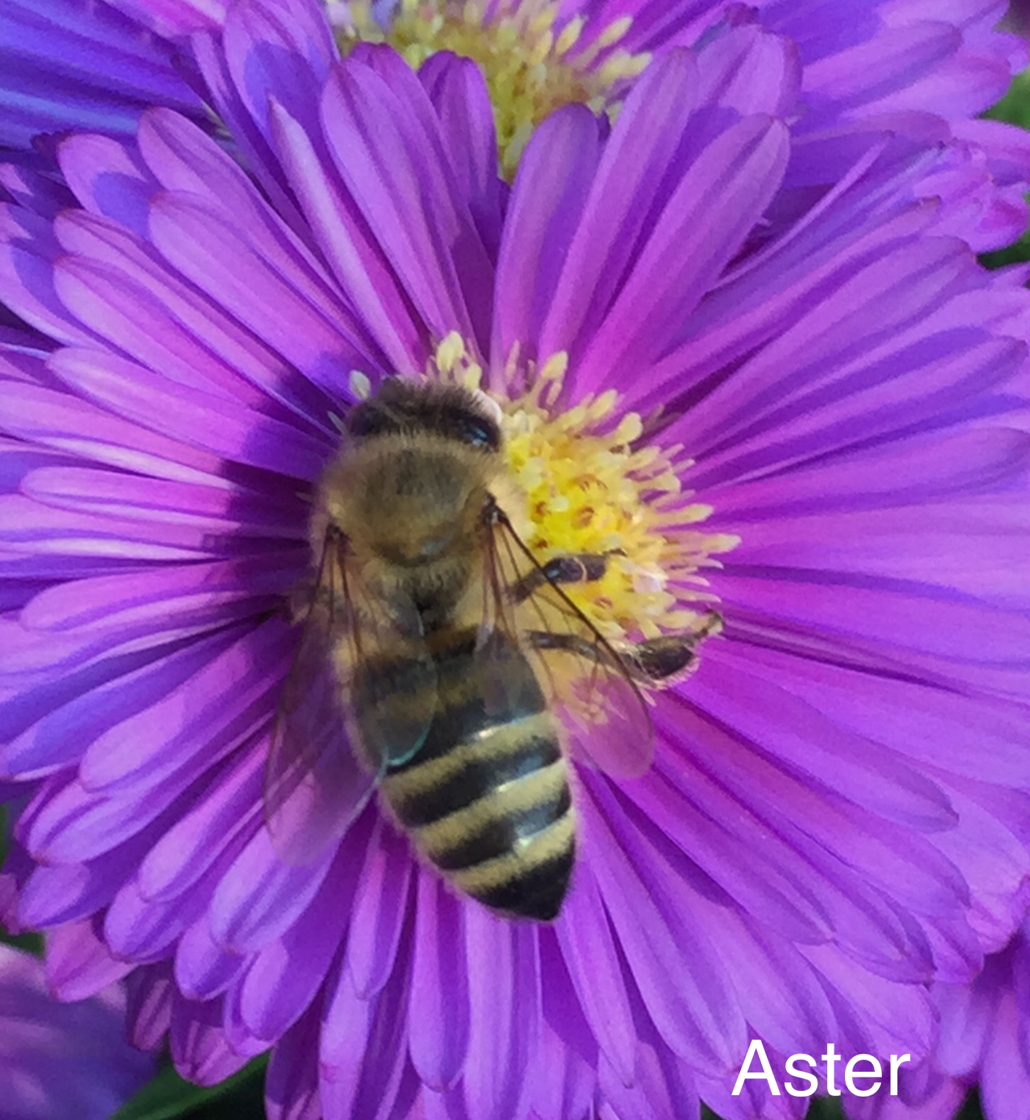 Bienenweide Videos: Nektar und Pollen